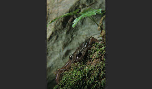 Sardischer Höhlensalamander (Speleomantes genei)