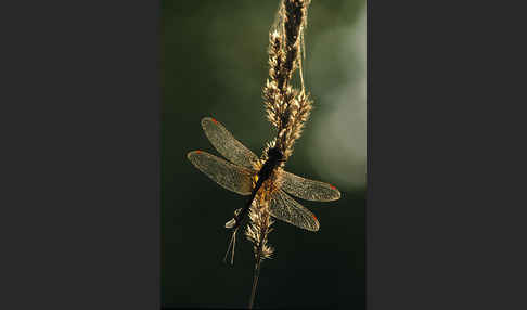 Gefleckte Heidelibelle (Sympetrum flaveolum)