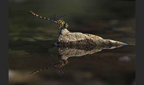 Kleine Zangenlibelle (Onychogomphus forcipatus)