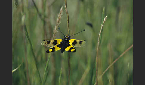 Oestlicher Schmetterlingshaft (Libelloides macaronius)