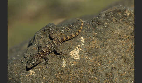Teneriffagecko (Tarentola delalandii)