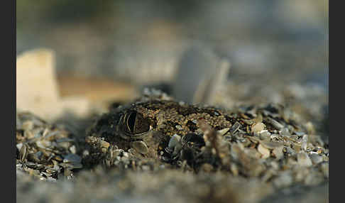 Syrische Schaufelkröte (Pelobates syriacus)