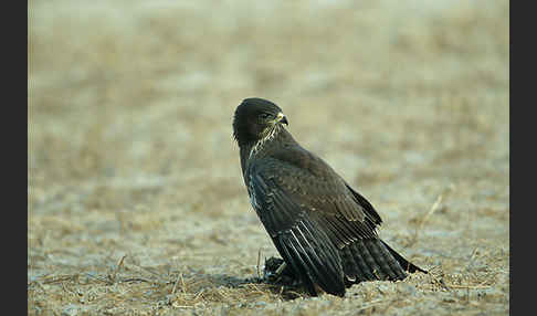 Mäusebussard (Buteo buteo)