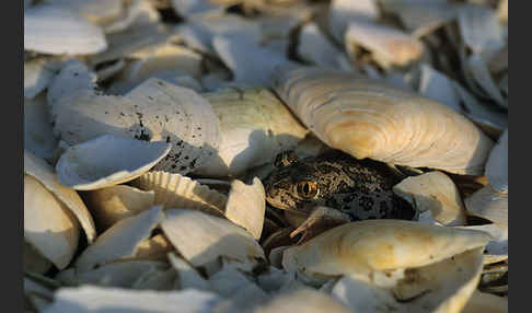 Syrische Schaufelkröte (Pelobates syriacus)