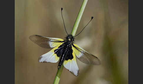 Schmetterlingshaft spec.1 (Libelloides ictericus)