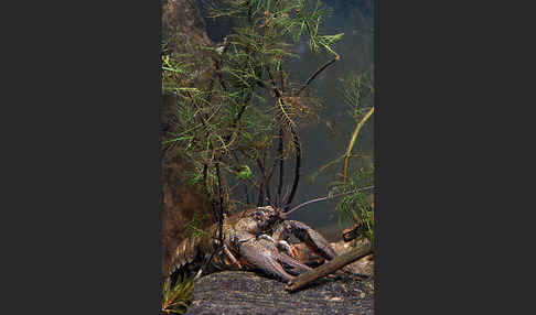 Edelkrebs (Astacus astacus)