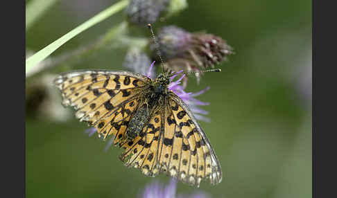 Sumpfwiesen-Perlmutterfalter (Boloria selene)