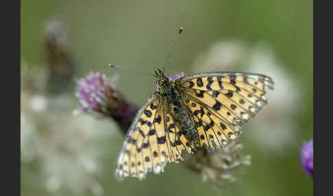 Sumpfwiesen-Perlmutterfalter (Boloria selene)