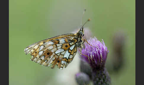 Sumpfwiesen-Perlmutterfalter (Boloria selene)