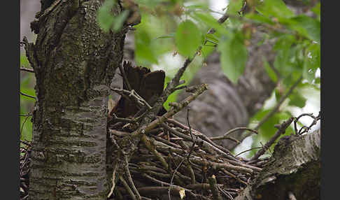 Schwarzmilan (Milvus migrans)