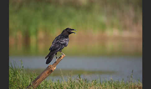 Kolkrabe (Corvus corax)