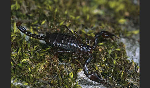 Deutscher Skorpion (Euscorpius germanus)
