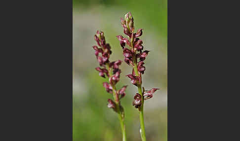 Wanzen-Knabenkraut (Orchis coriophora)