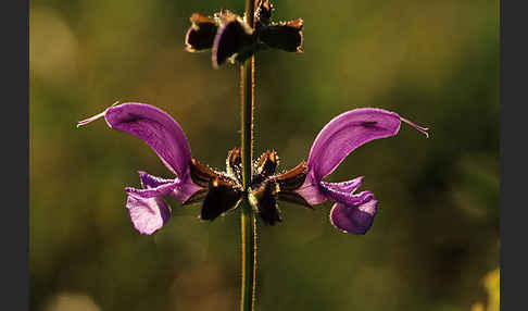 Wiesen-Salbei (Salvia pratensis)