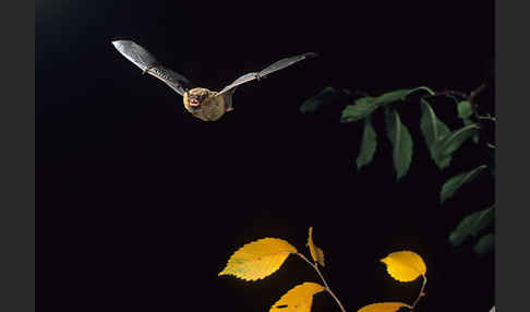Rauhhautfledermaus (Pipistrellus nathusii)