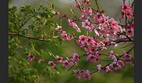 Pfirsich (Prunus persica)