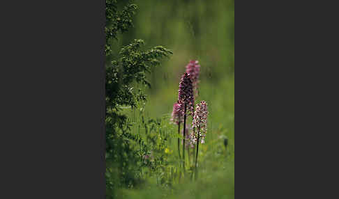 Helm-Knabenkraut x Purpur-Knabenkraut (Orchis x hybrida)