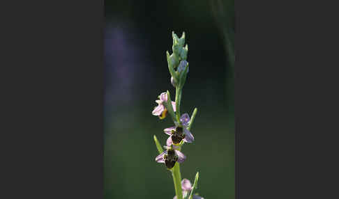 Bienen-Ragwurz x Schnepfen-Ragwurz sspec. (Ophrys apifera x Ophrys scolopax cornuta)