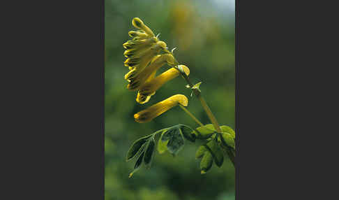 Gelber Lerchensporn (Pseudofumaria lutea)