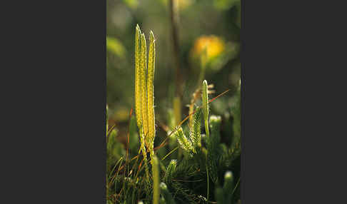 Keulen-Bärlapp (Lycopodium clavatum)