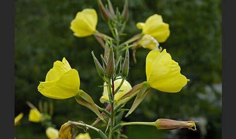 Nachtkerze (Oenothera spec.)