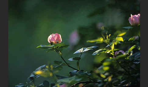 Hunds-Rose (Rosa canina)