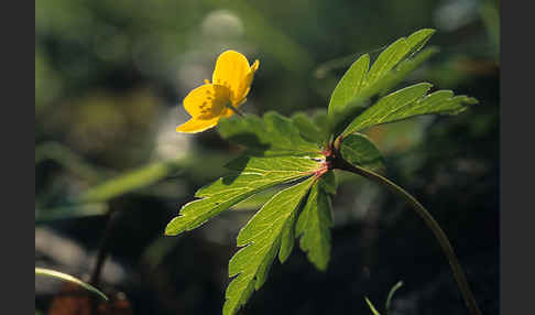 Gelbes Windröschen (Anemone ranunculoides)