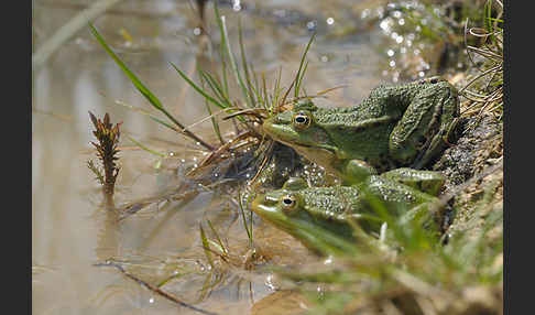 Teichfrosch (Pelophylax kl. esculentus)