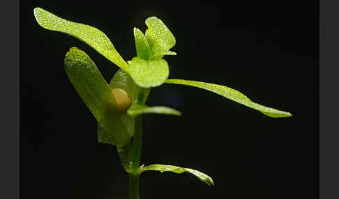 Fadenmolch (Lissotriton helveticus)