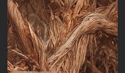 Saharaginster (Genista saharae)