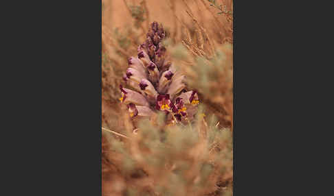 Violette Cistanche (Cistanche violacea)