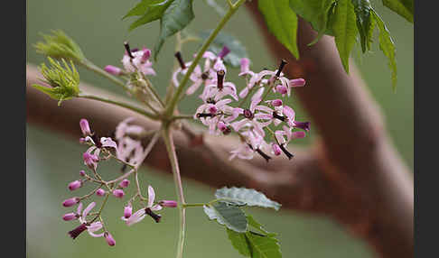 Paternosterbaum (Melia azedarach)