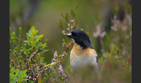 Bergfink (Fringilla montifringilla)