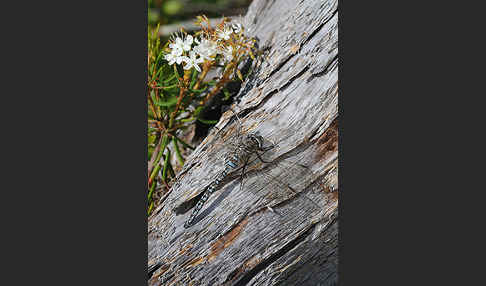 Alpen-Mosaikjungfer (Aeshna caerulea)