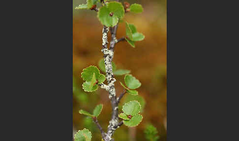 Zwerg-Birke (Betula nana)