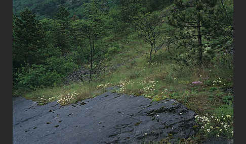 Trauben-Steinbrech (Saxifraga paniculata)