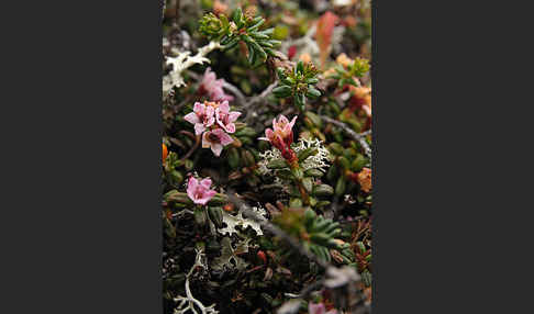 Alpenazalee (Loiseleuria procumbens)
