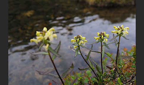 Lappländisches Läusekraut (Pedicularis lapponica)