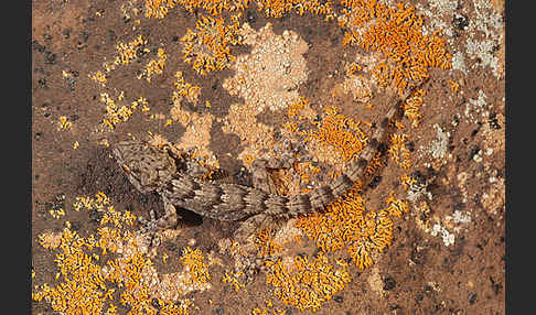 Kanarischer Mauergecko (Tarentola angustimentalis)