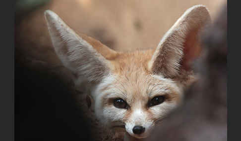 Fennek (Vulpes zerda)