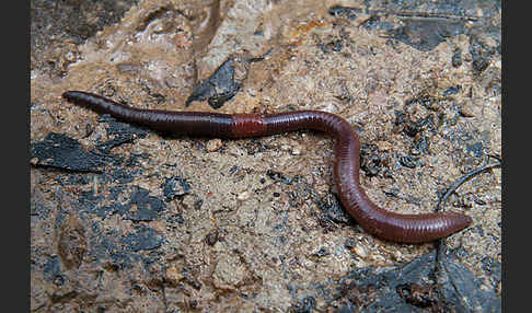 Regenwurm (Lumbricidae spec.)
