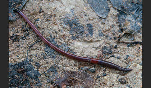 Regenwurm (Lumbricidae spec.)