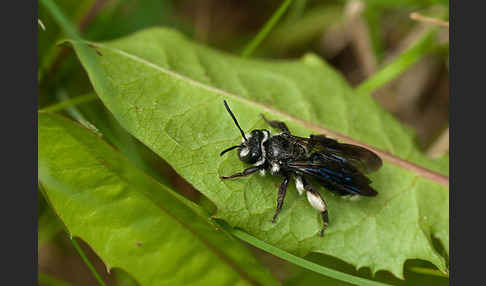 Blauschillernde Erdbiene (Andrena agilissima)