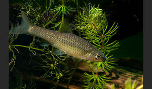 Blaubandbärbling (Pseudorasbora parva)