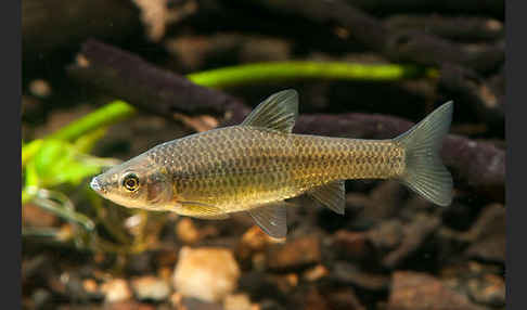 Blaubandbärbling (Pseudorasbora parva)