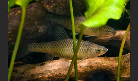 Blaubandbärbling (Pseudorasbora parva)