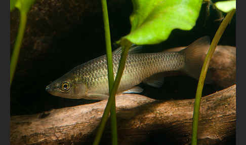 Blaubandbärbling (Pseudorasbora parva)