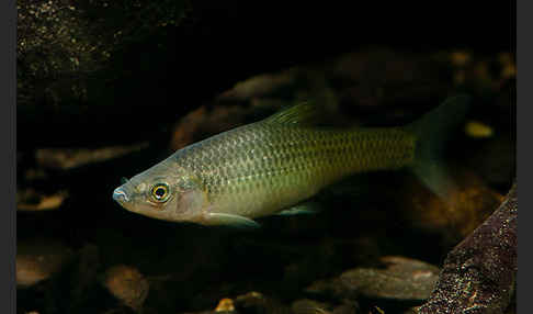 Blaubandbärbling (Pseudorasbora parva)