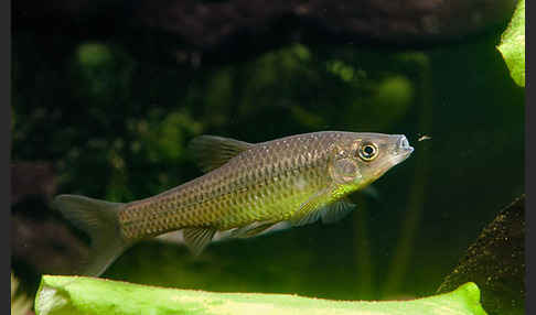 Blaubandbärbling (Pseudorasbora parva)