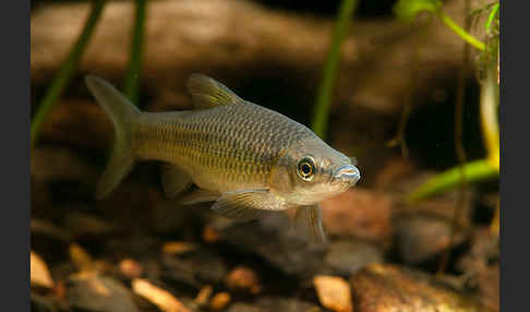 Blaubandbärbling (Pseudorasbora parva)